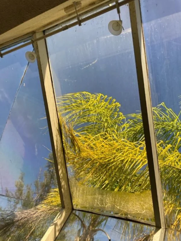 Palm foliage reflected in a tinted window pane